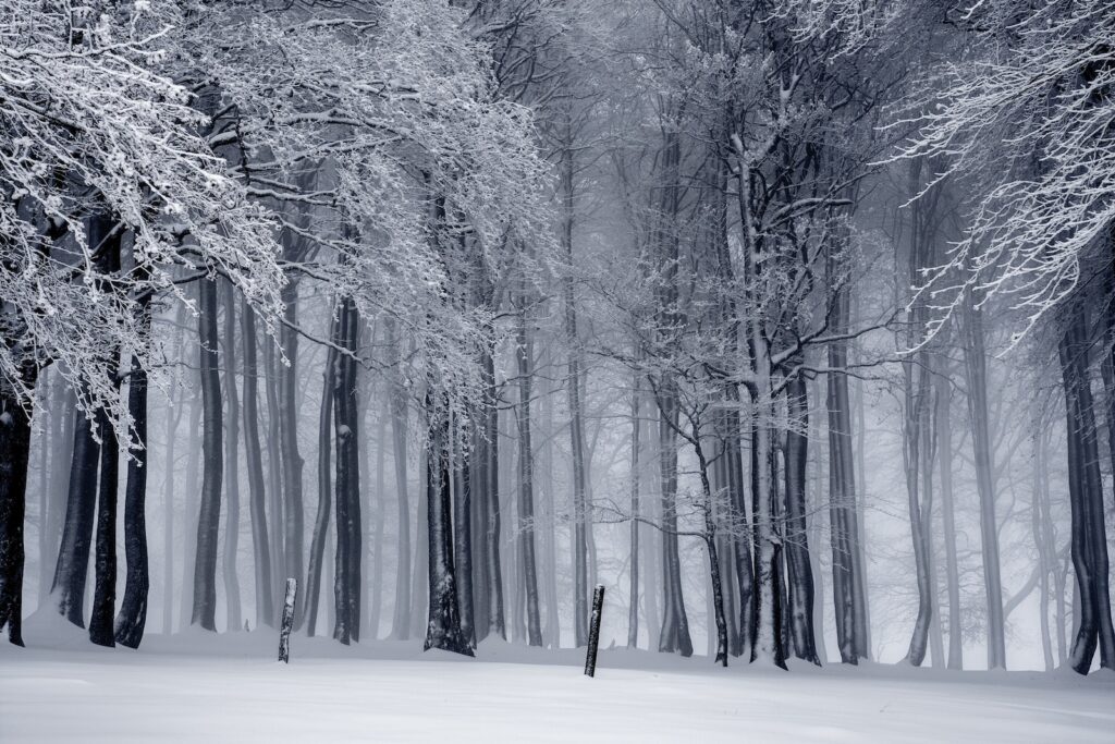 Snowy Forest