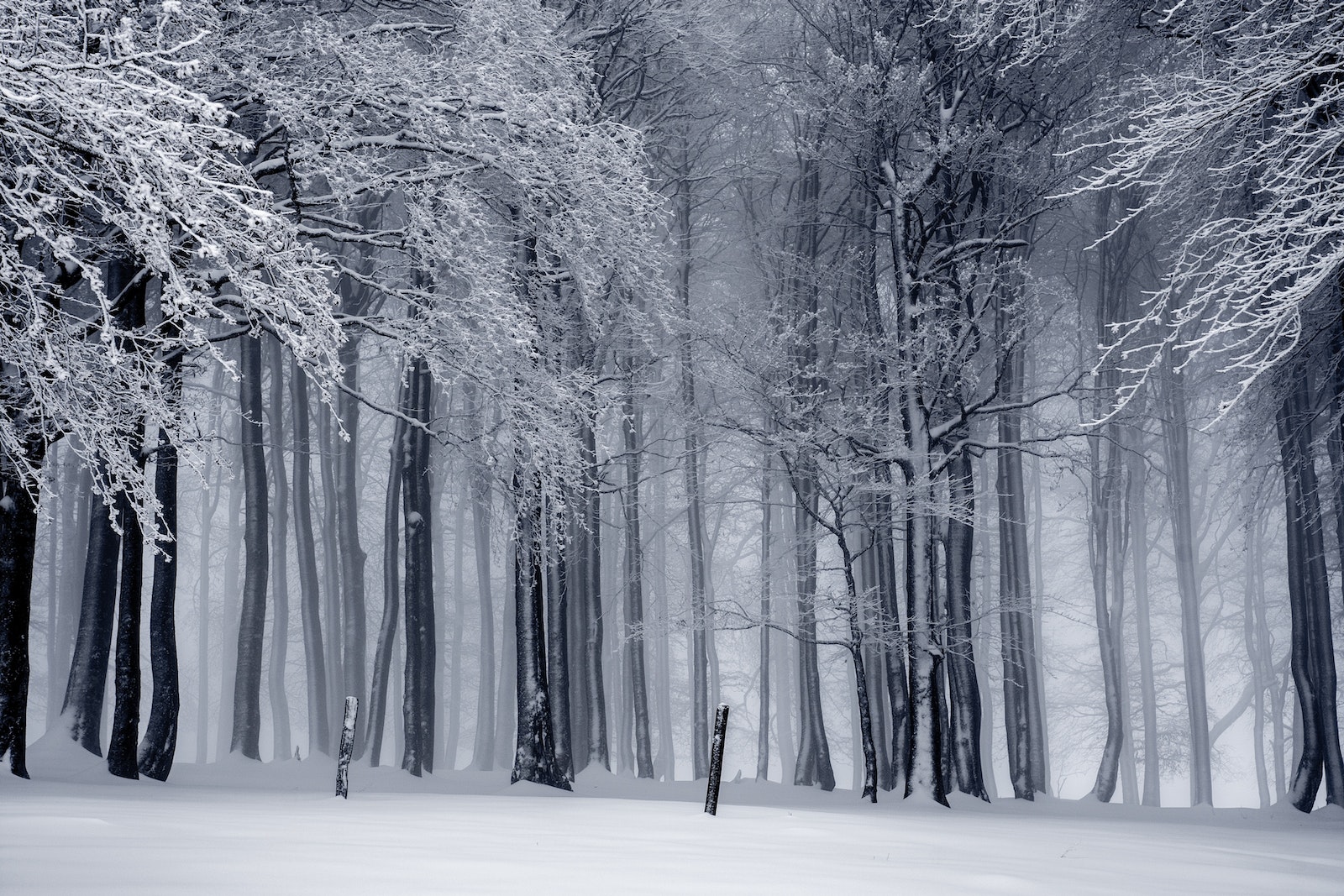 Snowy Forest