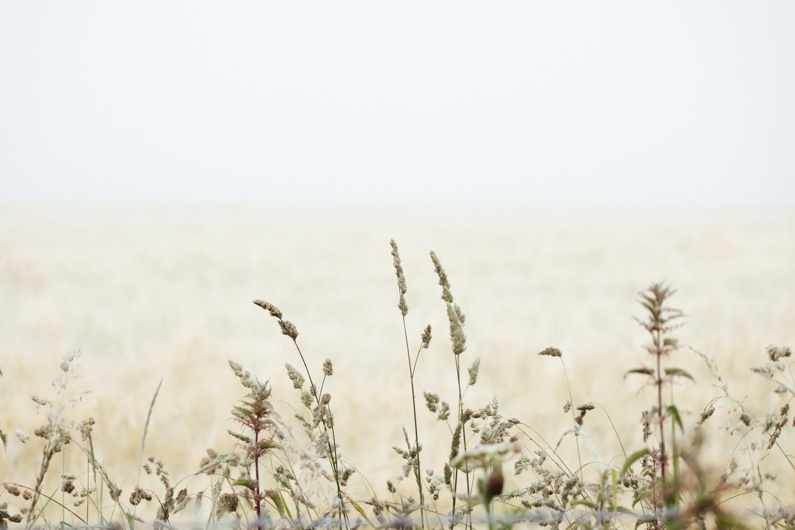A field of tall grass with a sky in the background